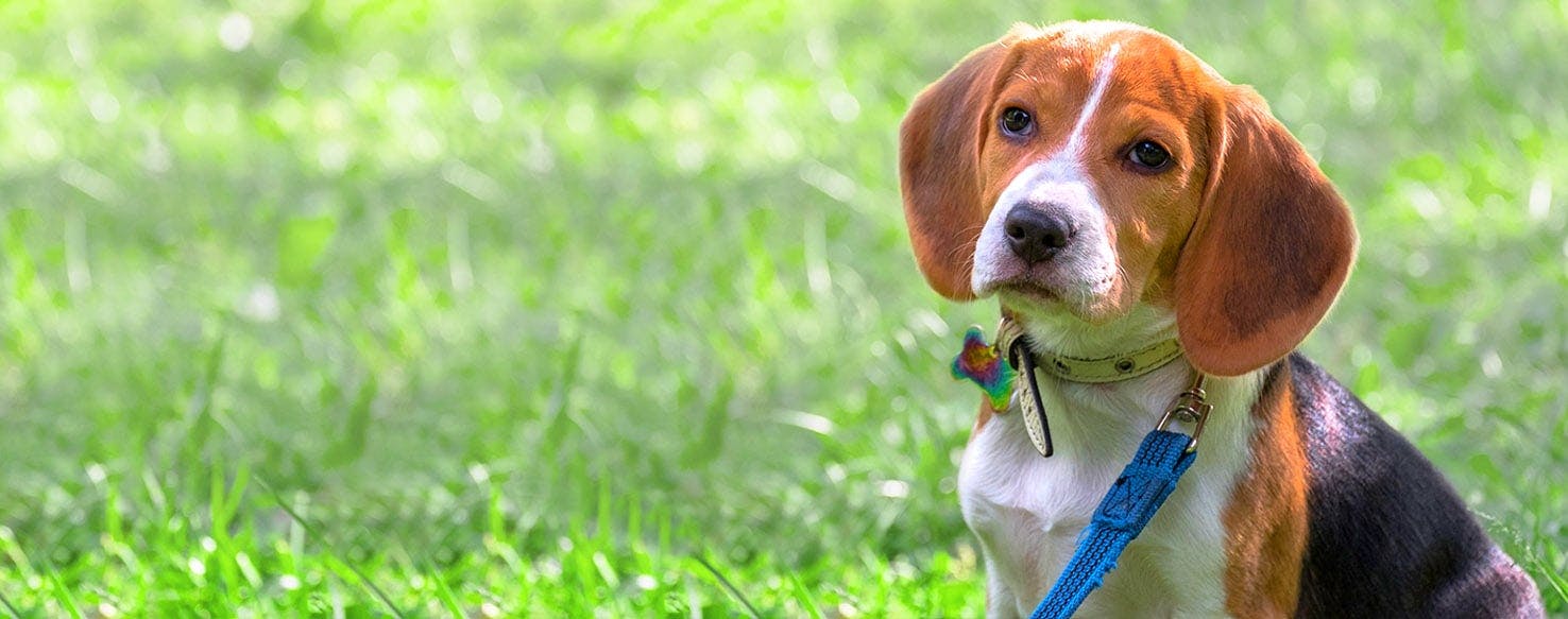 Simple Dog Names Popular Male and Female Names Wag!